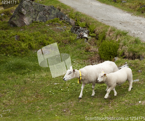 Image of Ewe and lamb