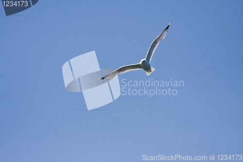 Image of Flying seagull