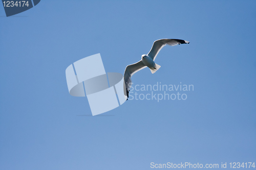 Image of Sea gull in air