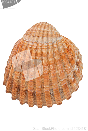 Image of Sea conch 