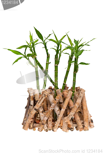 Image of Bamboo