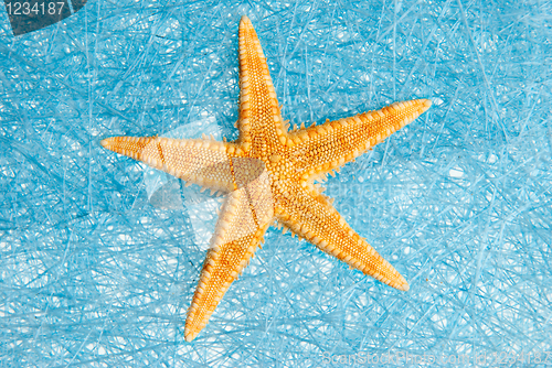 Image of Sea star