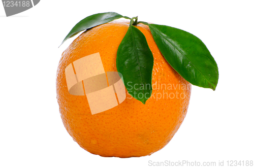Image of Ripe orange 