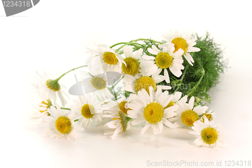 Image of fresh camomile flowers