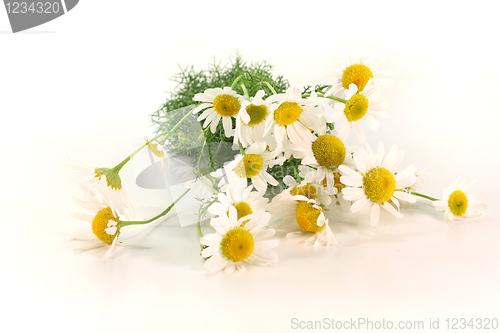Image of fresh camomile flowers