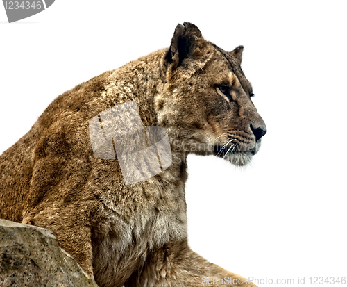 Image of Lioness