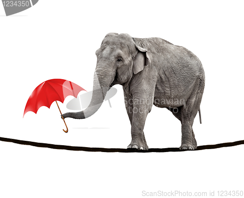 Image of Tightrope walking elephant