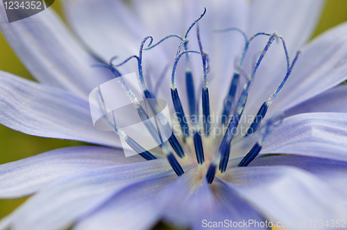 Image of Blue flower close-up