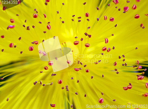 Image of Hypericum (St. Johns Wort)