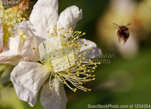 Image of Bee leaving flower