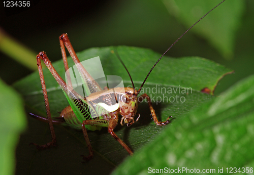 Image of Katydid (Tettigoniidae)