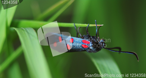 Image of Six-spot Burnet (Zygaena filipendulae)