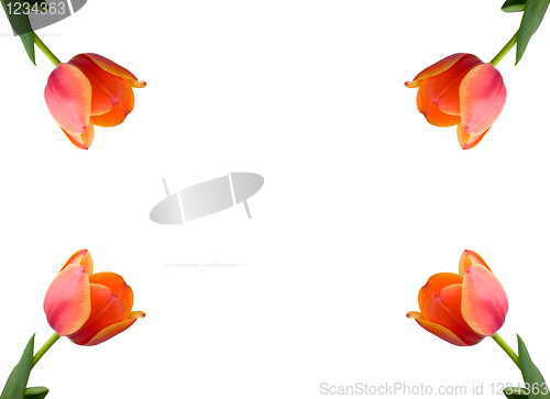 Image of Greeting card with tulips in the corners