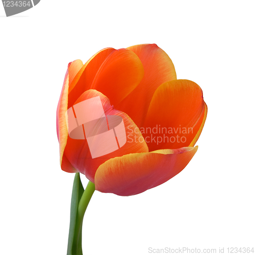 Image of Tulip bud