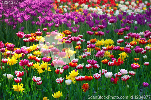 Image of Multicolor tulips