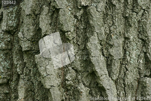 Image of Tree Bark