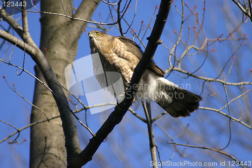 Image of Coopers Hawk 2