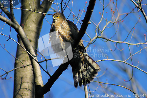 Image of Coopers Hawk 1