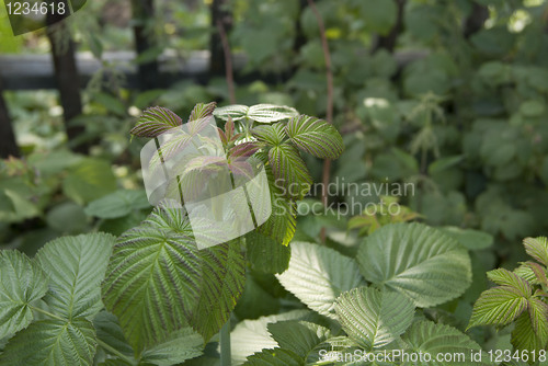 Image of A raspberry bush