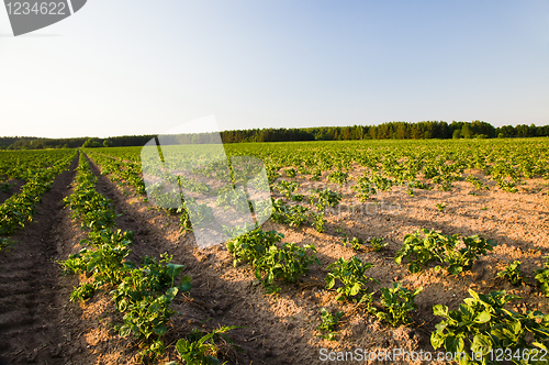 Image of Potato field