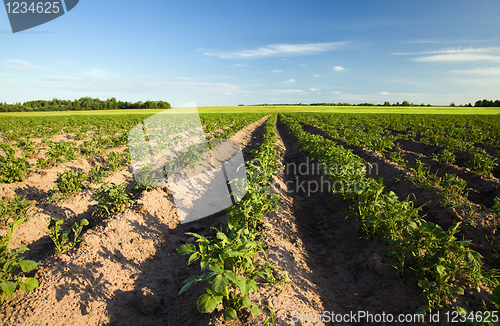 Image of Potato field