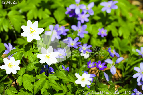 Image of Spring flowers