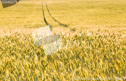 Image of Yellow wheat 