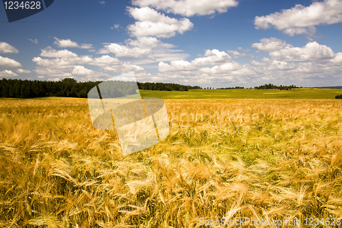 Image of Field with oats