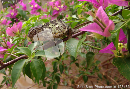 Image of chameleon