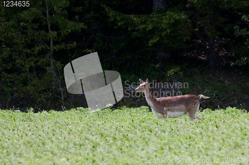 Image of Fallow deer