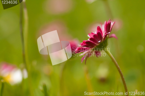 Image of bellis perennis