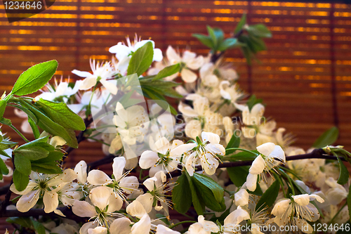Image of china  flower