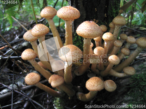 Image of honey mushrooms growing at tree