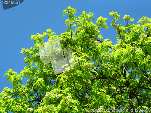 Image of green tree on a blue sky background