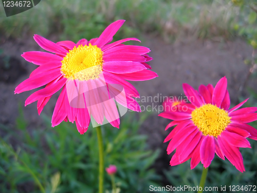 Image of beautiful pink flowers