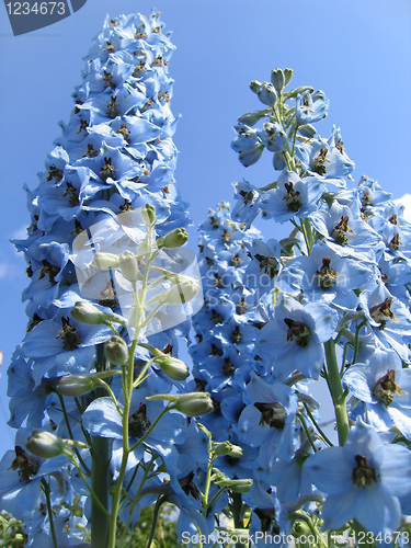 Image of beautiful delphinium flowers