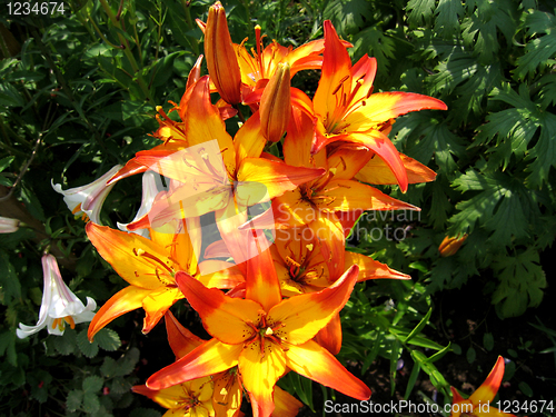 Image of yellow and red lilies