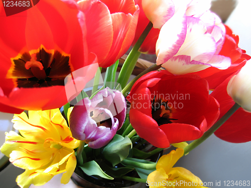 Image of beautiful tulips