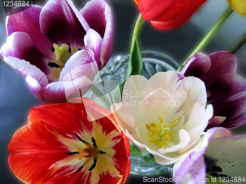 Image of beautiful tulips