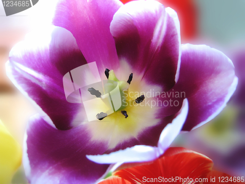 Image of closeup of beautiful tulip 