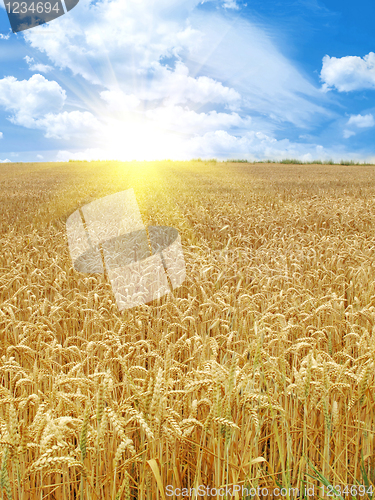 Image of grain field and sunny day