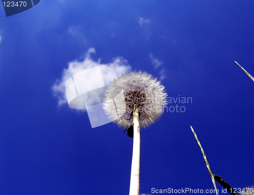 Image of Dandelion