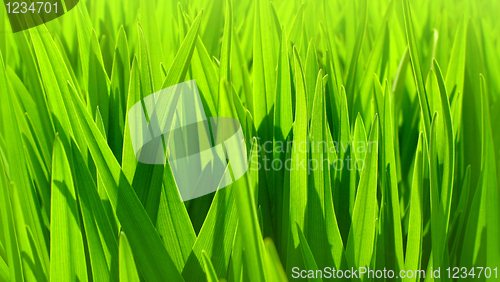 Image of fresh green leaves background    