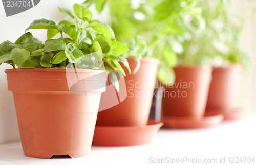 Image of Herbs in Pots 