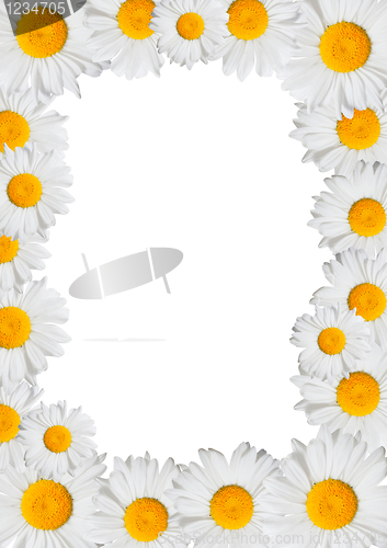 Image of Oxeye Daisies Frame