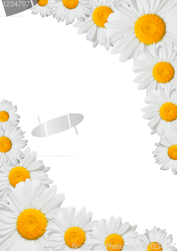 Image of Oxeye Daisies Frame