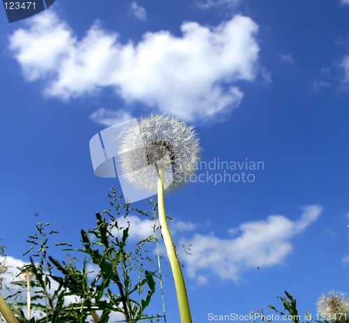 Image of Dandelion