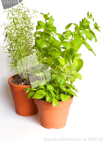 Image of Herbs in Pots