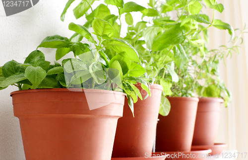 Image of Herbs in Pots