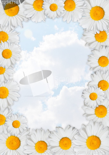 Image of Oxeye Daisies Frame